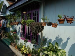 Potted plants hanging along a colourful house